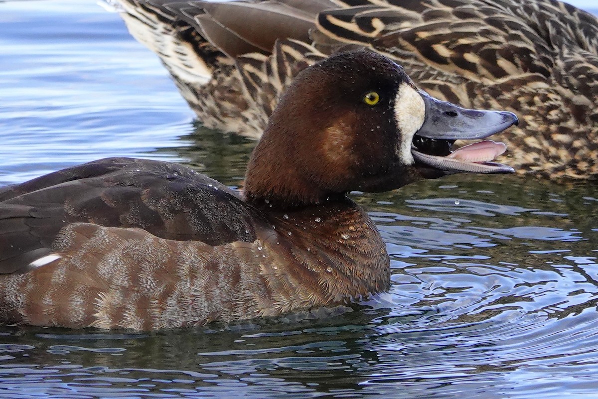 Greater Scaup - ML417384911