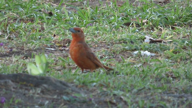 Hepatic Tanager - ML417386551