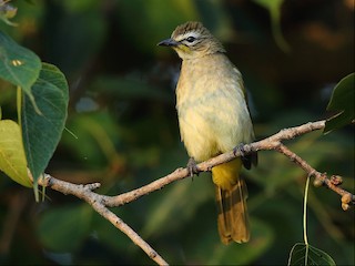  - White-browed Bulbul