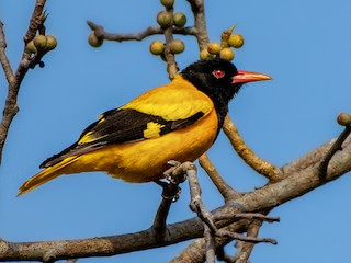 Black-hooded Oriole - Oriolus xanthornus - Birds of the World