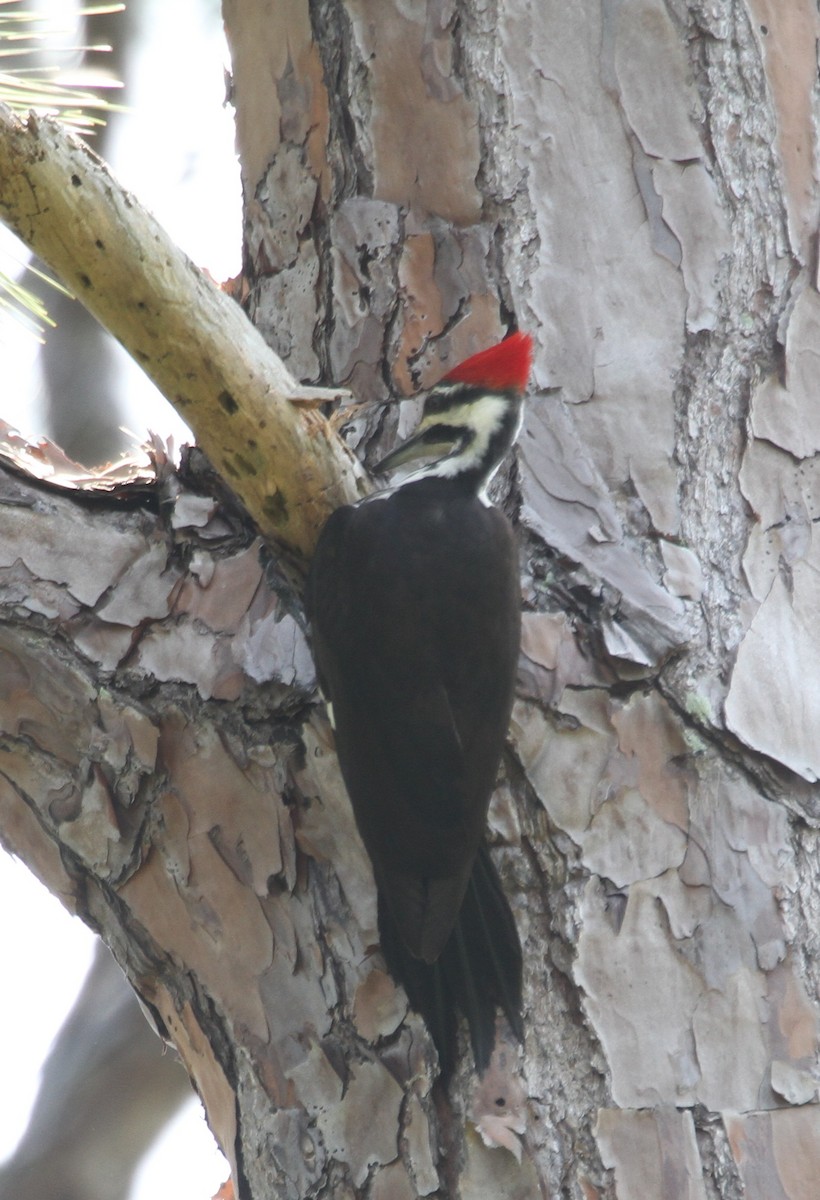 Pileated Woodpecker - Don Coons