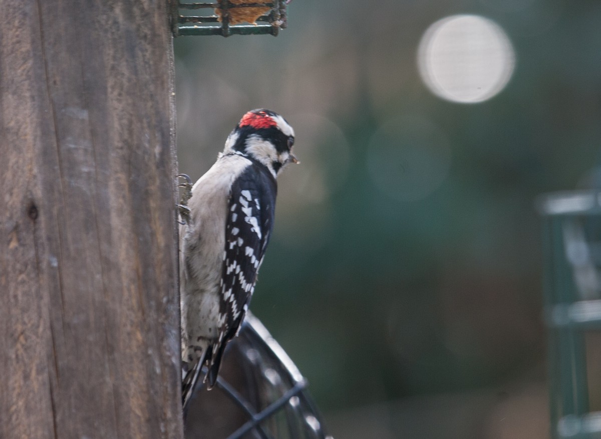 Downy Woodpecker - ML417391161