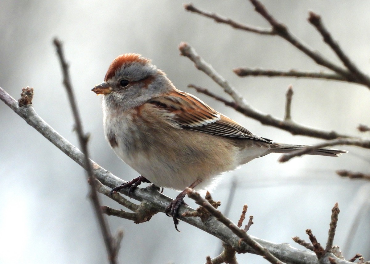 American Tree Sparrow - ML417391171