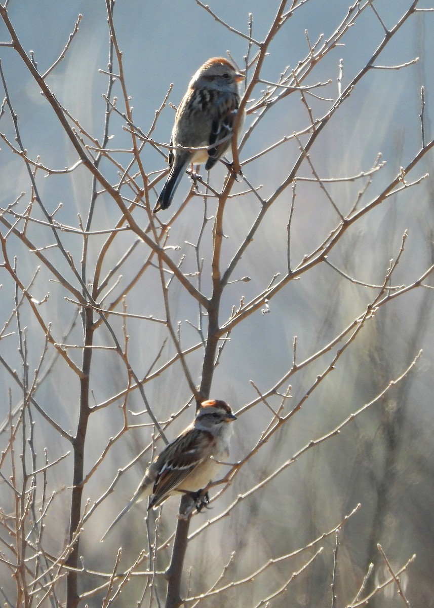 American Tree Sparrow - ML417391211