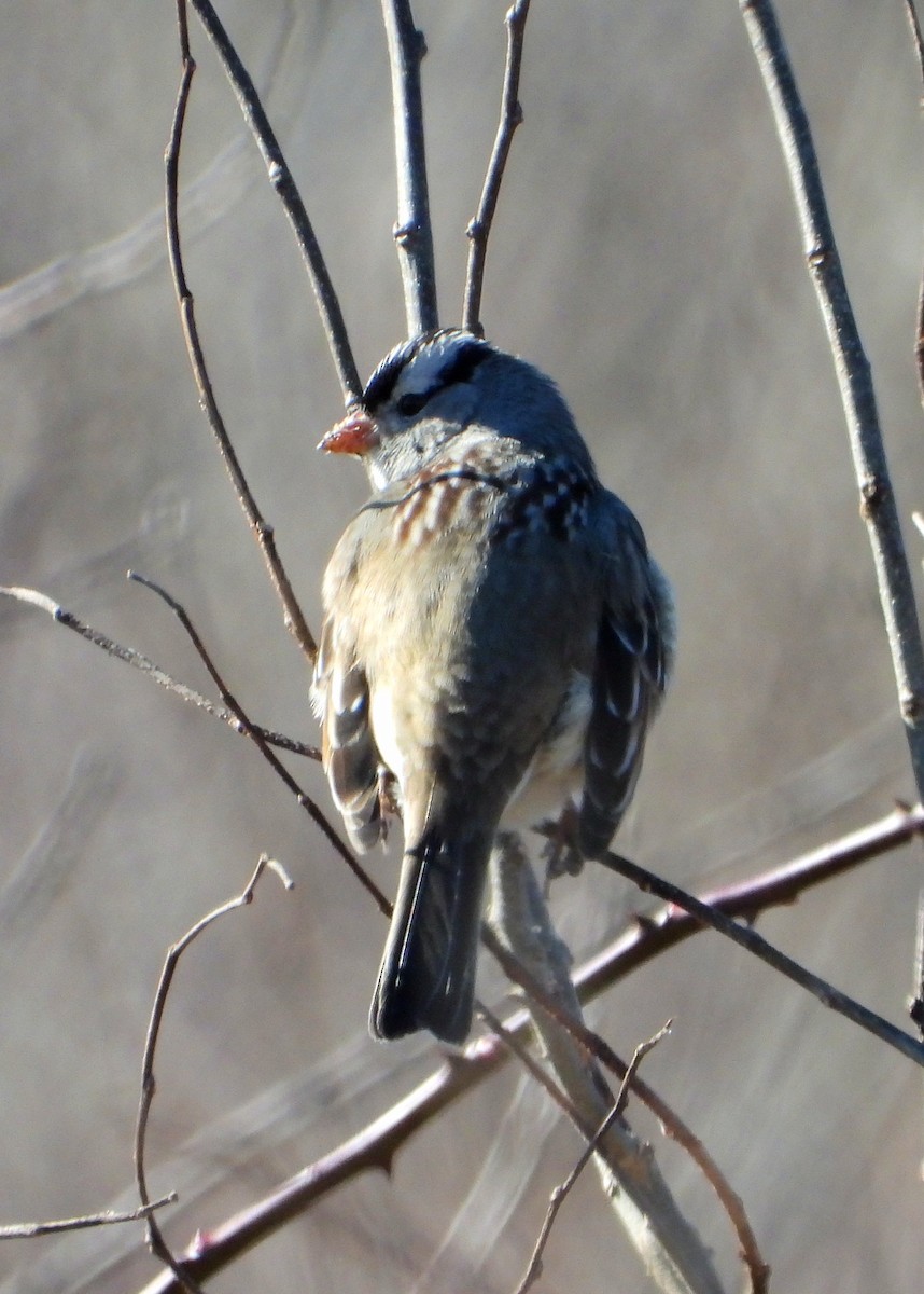 White-crowned Sparrow - ML417391381