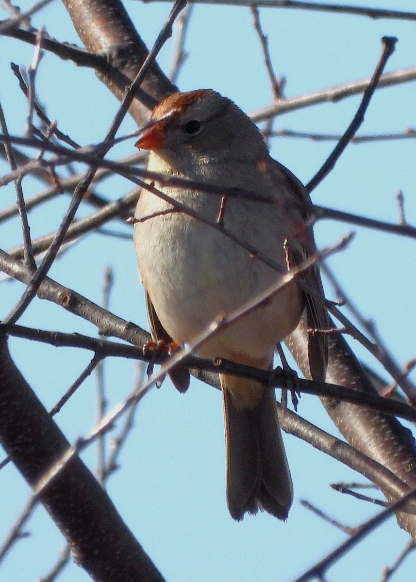 White-crowned Sparrow - ML417391431