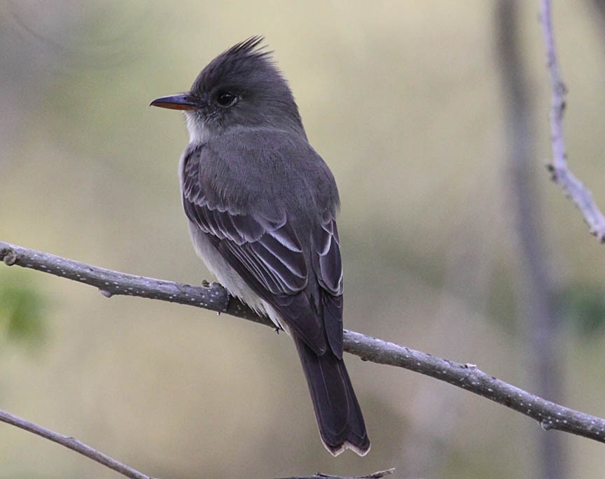 Greater Pewee - ML41739351
