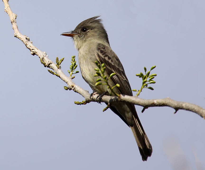 Greater Pewee - ML41739361