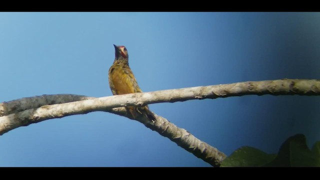 Golden-olive Woodpecker - ML417395501