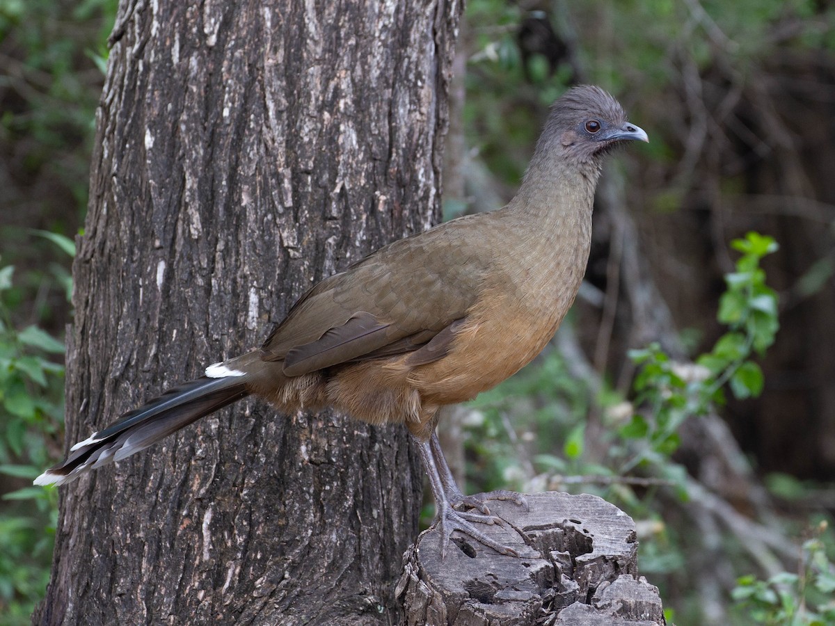 Plain Chachalaca - Ortalis vetula - Birds of the World