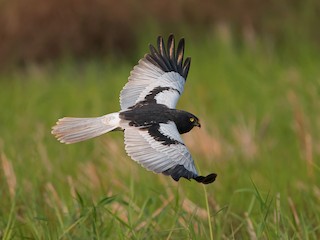  - Pied Harrier