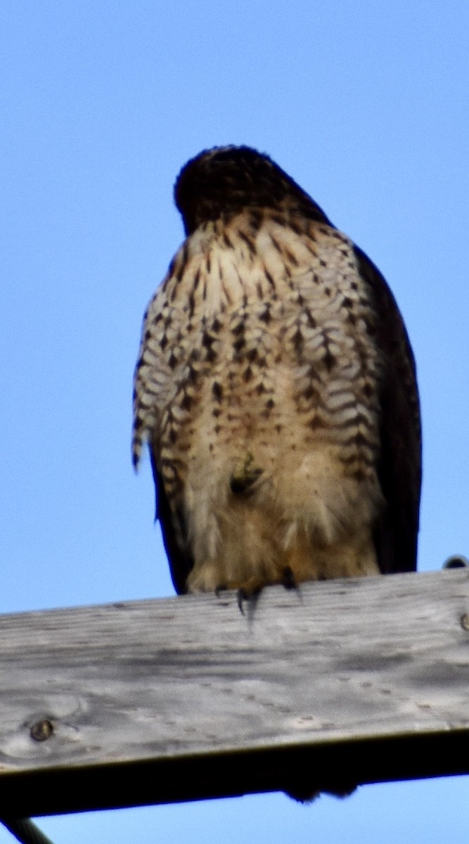 Red-tailed Hawk - John/Linda Mendoza