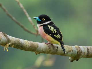  - Black-and-yellow Broadbill