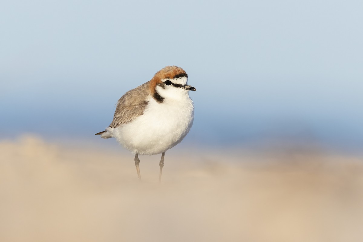 Red-capped Plover - ML417408021