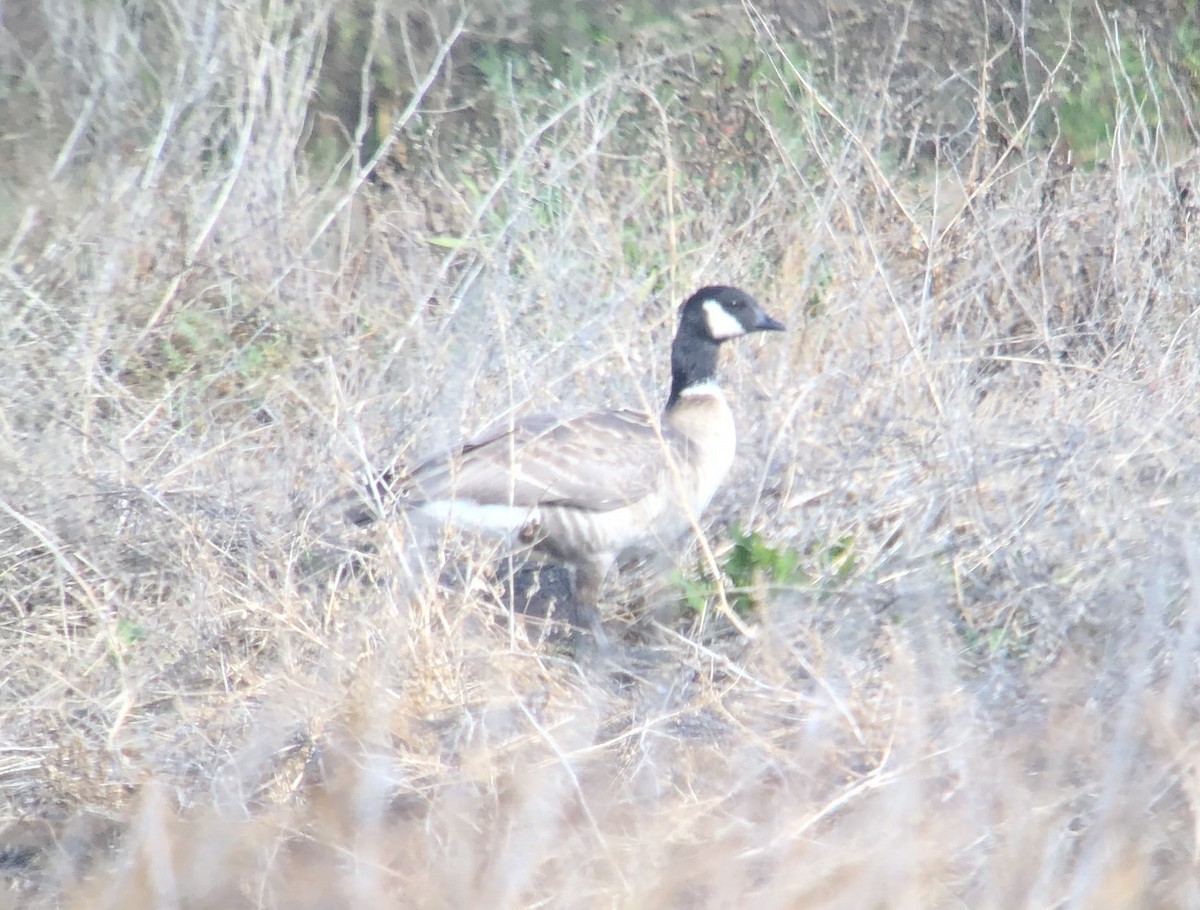Cackling Goose (Aleutian) - ML417409241