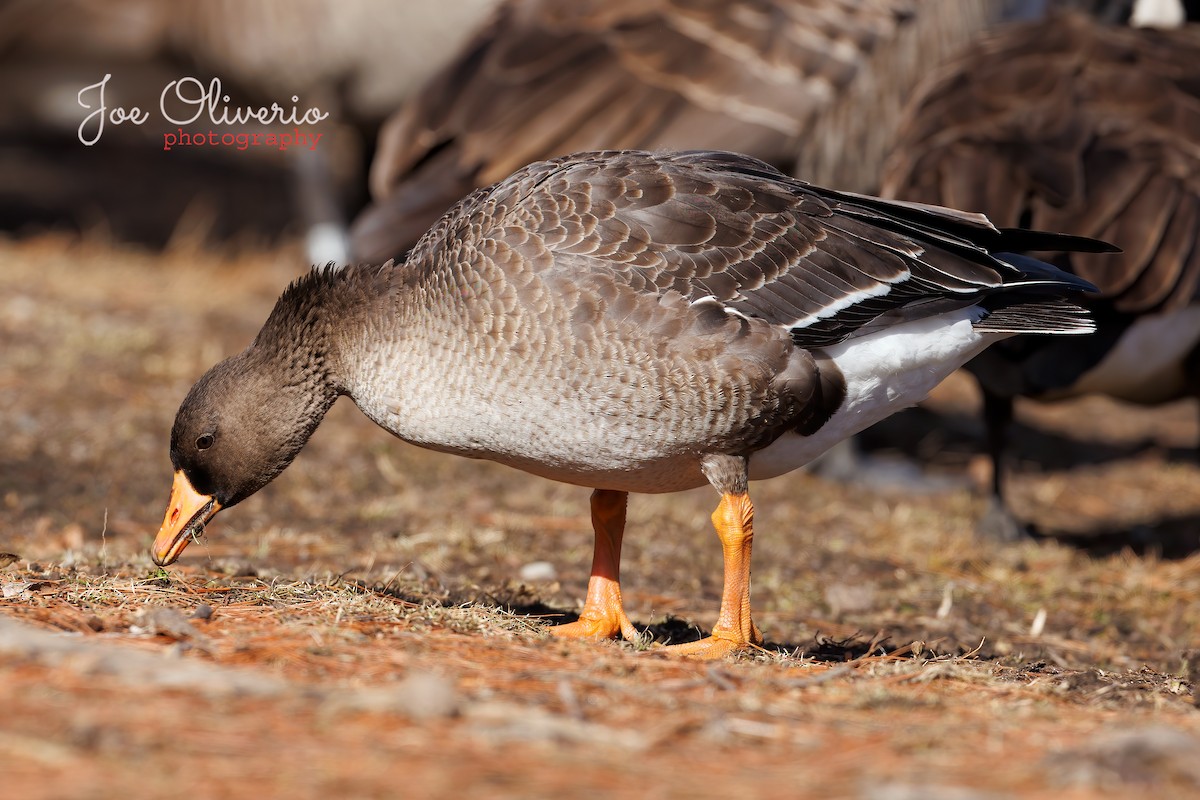 Greater White-fronted Goose - ML417409901