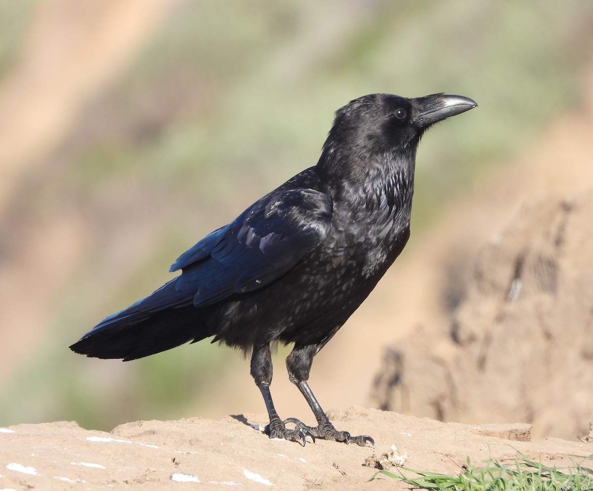 Common Raven - Marie Furnish