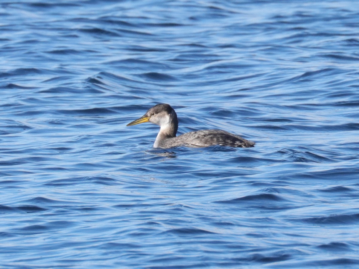 Red-necked Grebe - ML417413021