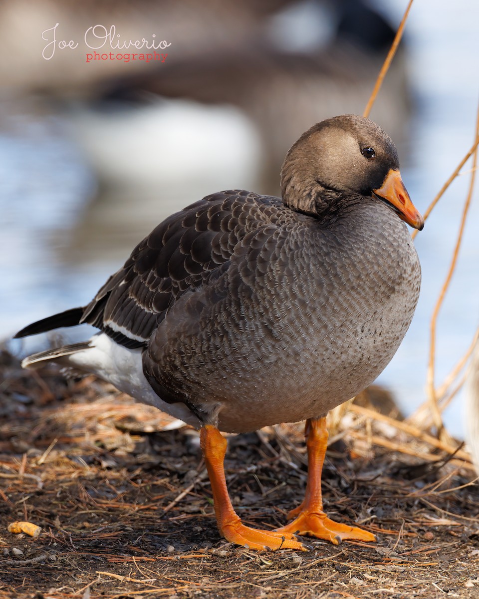 Greater White-fronted Goose - ML417414751