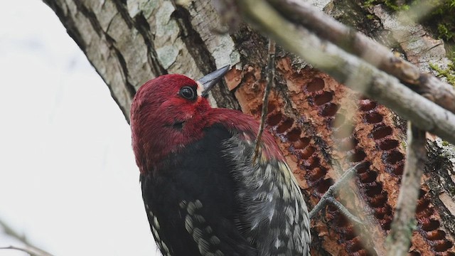 Red-breasted Sapsucker - ML417418551
