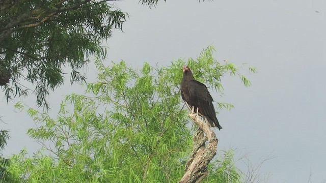 Lesser Yellow-headed Vulture - ML417425421