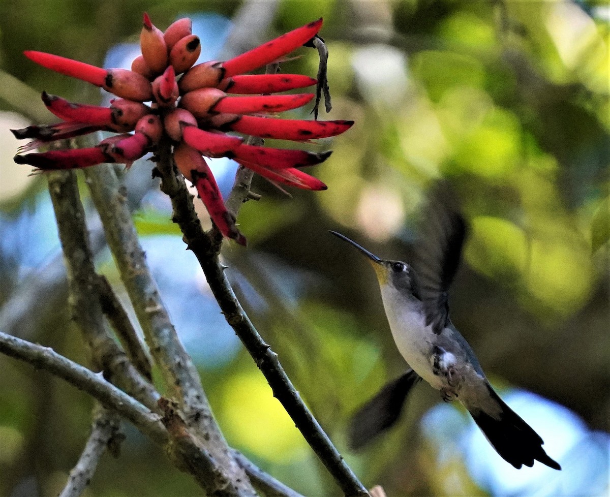 Wedge-tailed Sabrewing (Long-tailed) - ML417431101