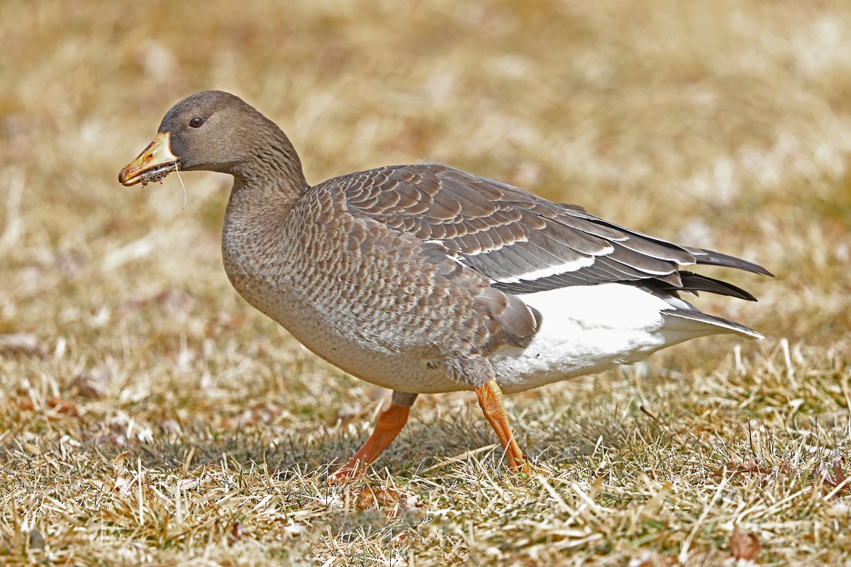 Greater White-fronted Goose - ML417433181