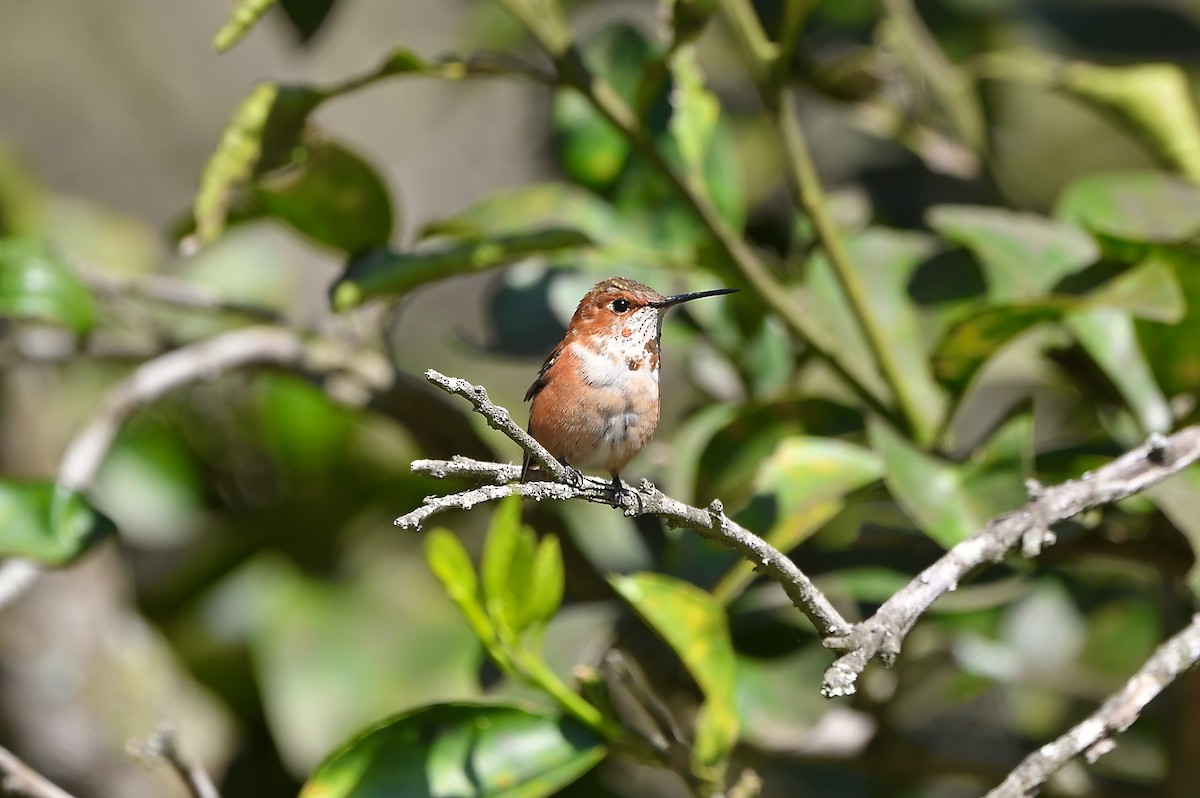 Rufous Hummingbird - Bill Schneider