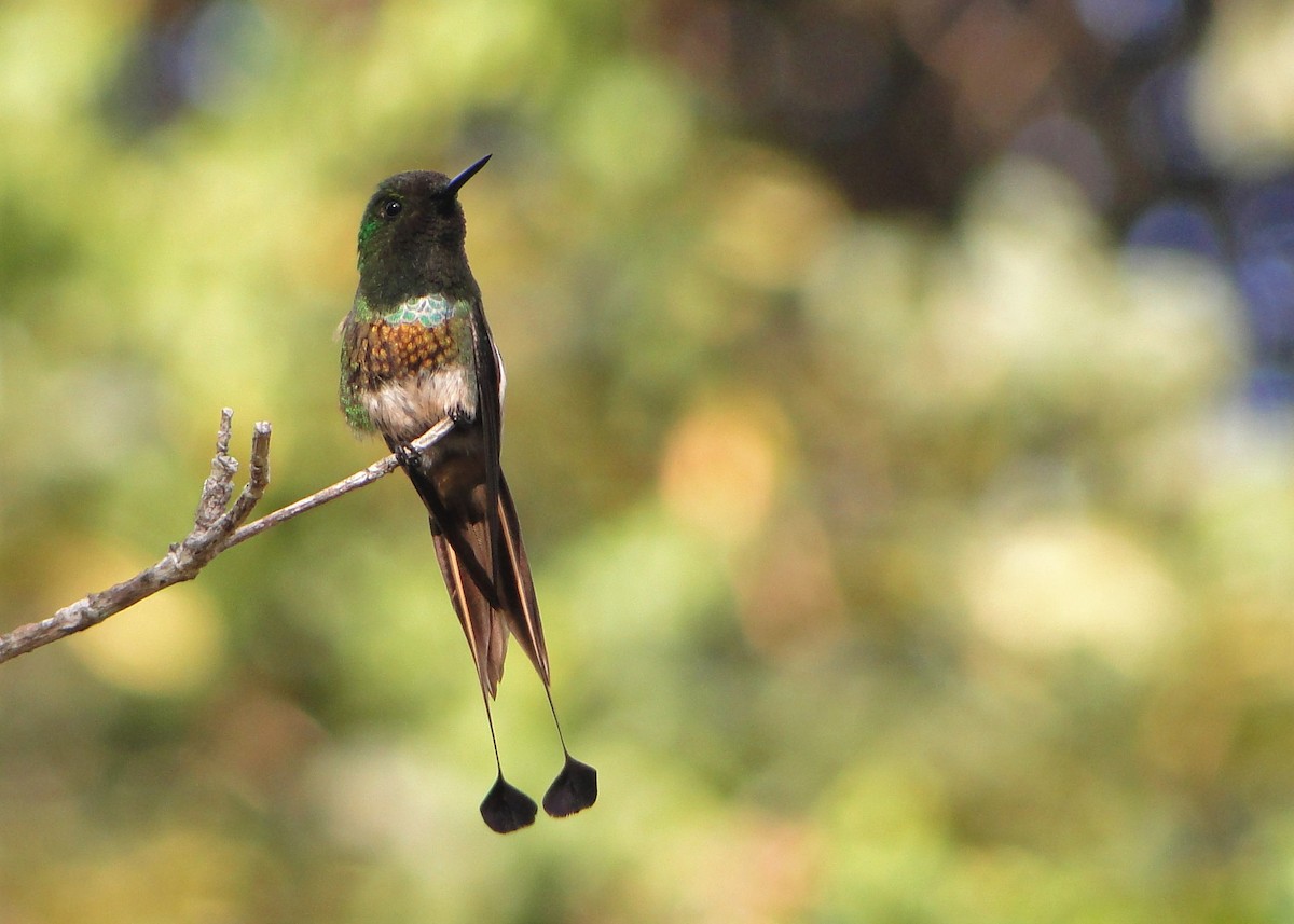 kolibřík pálkoocasý - ML41744081