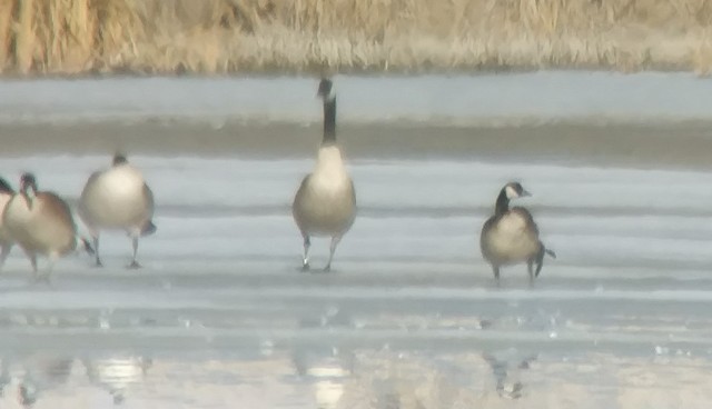 eBird Checklist - 18 Feb 2022 - Howard Slough WMA - 44 species (+2 ...