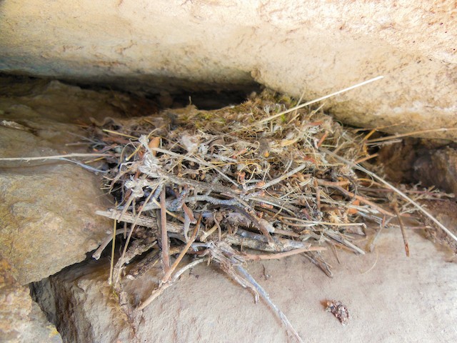 Canyon Wren nest from northern Colorado. - Canyon Wren - 
