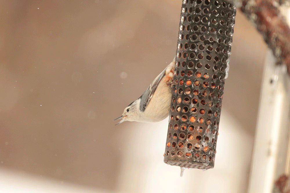 White-breasted Nuthatch - ML417452341