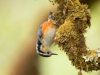  - White-browed Nuthatch