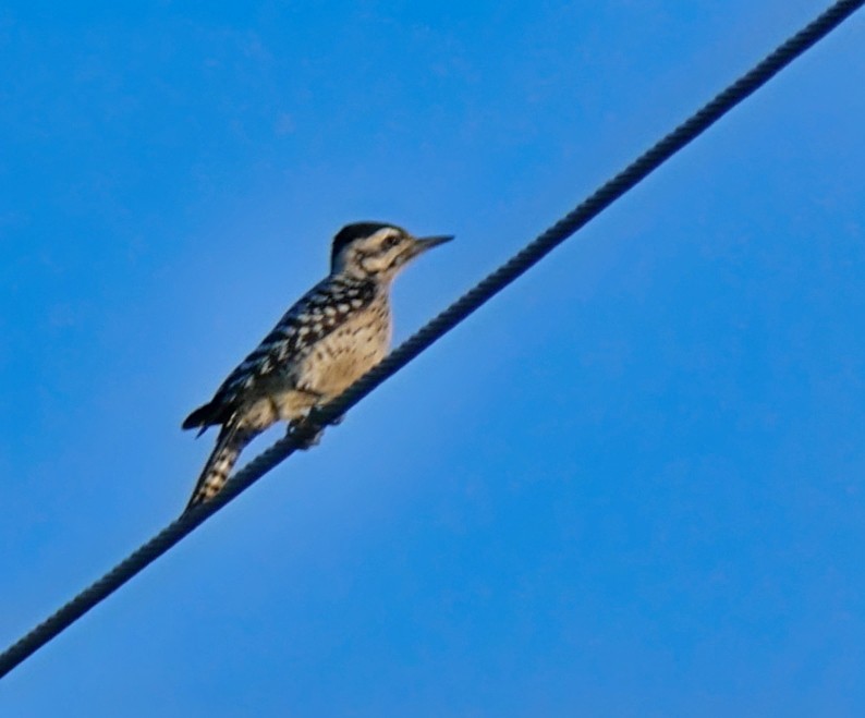 Ladder-backed Woodpecker - ML417458141