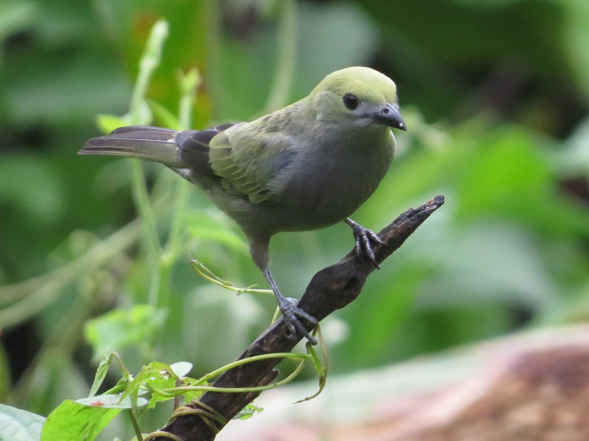 Palm Tanager - ML41746171
