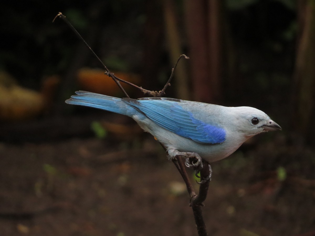 Blue-gray Tanager - ML41746181