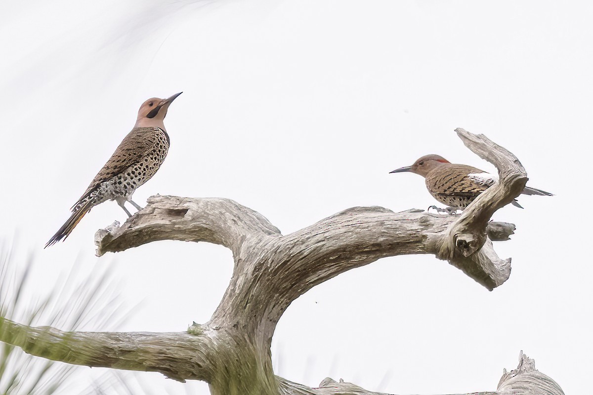 Northern Flicker (Yellow-shafted) - ML417462491
