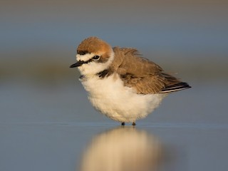  - Kentish Plover