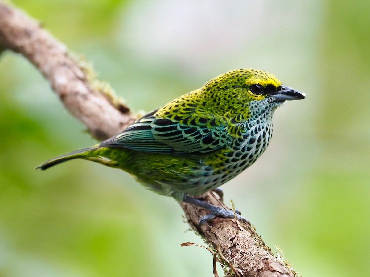 Speckled Tanager - ML417464541