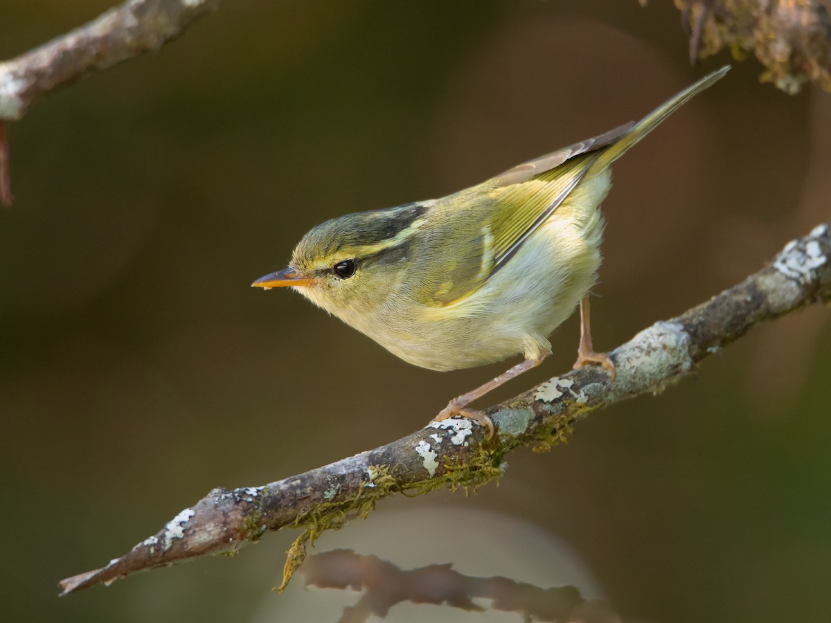 Davison's Leaf Warbler - Phylloscopus intensior - Birds of the World