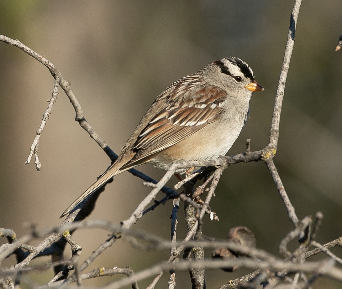 White-crowned Sparrow (Gambel's) - ML417466801