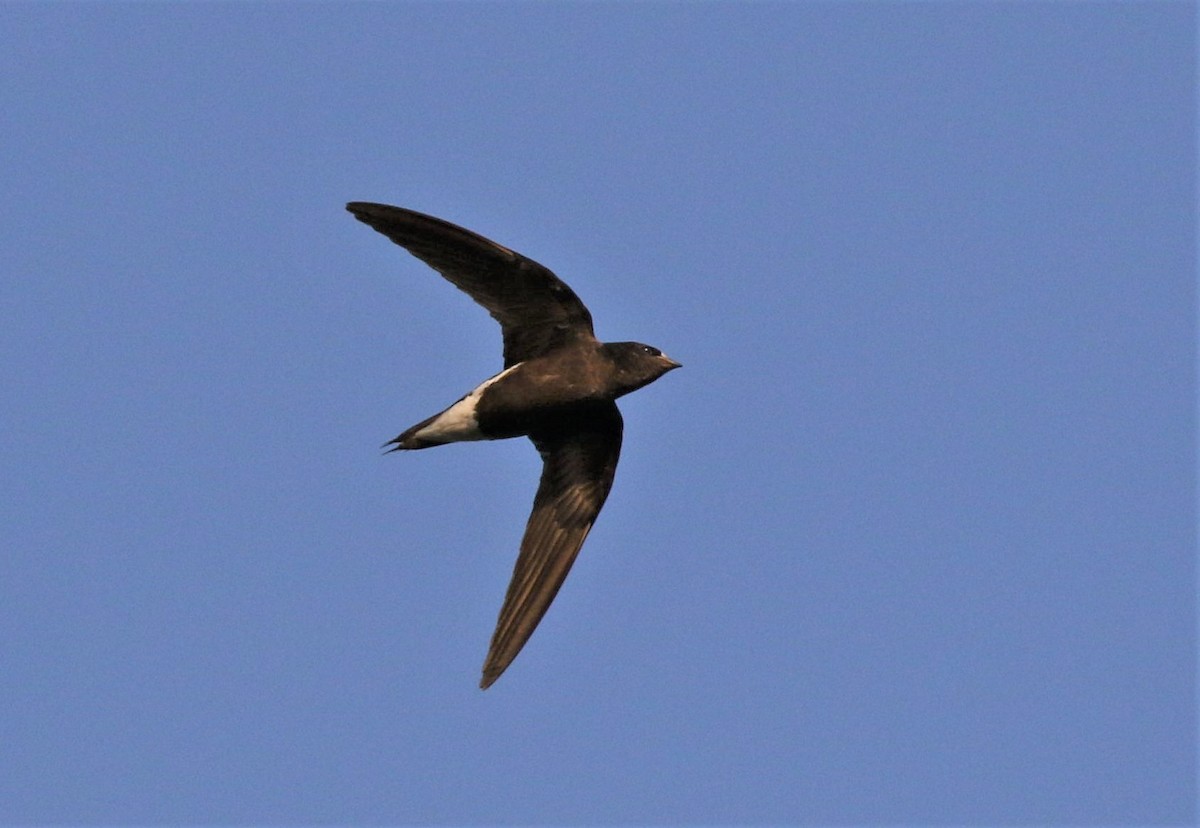 Brown-backed Needletail - ML417466901