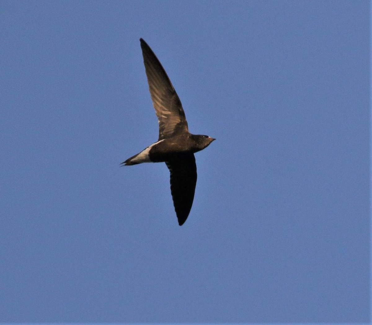 Brown-backed Needletail - ML417467251
