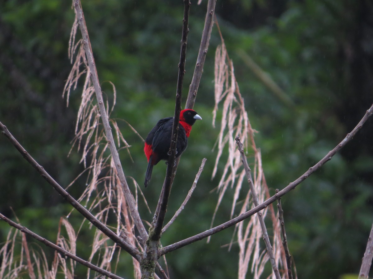 Crimson-collared Tanager - kenneth reyes