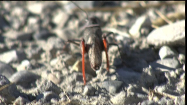 Threebanded Grasshopper - ML417471
