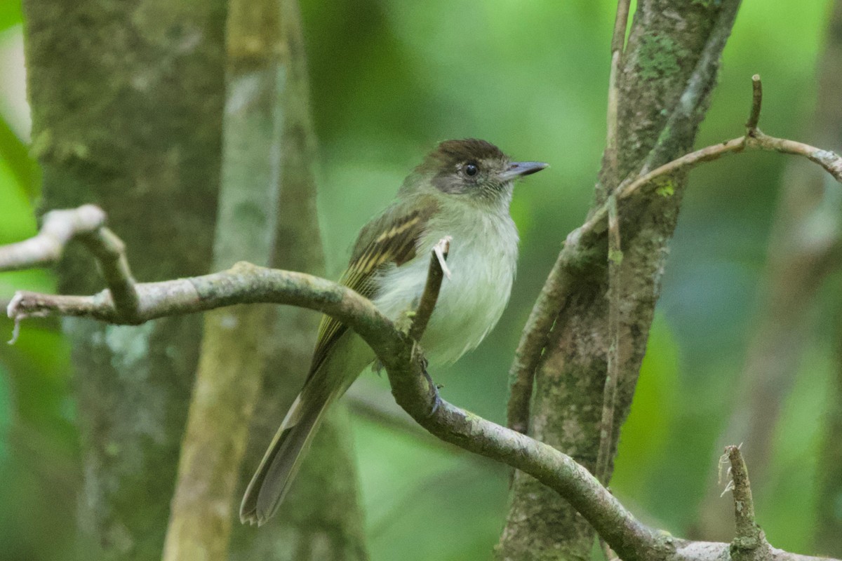 Sepia-capped Flycatcher - ML417471651