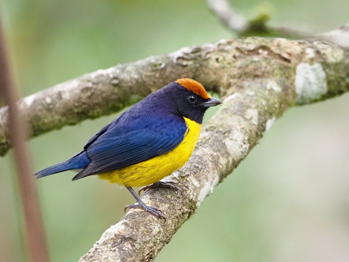 Tawny-capped Euphonia - Gabriel Willow