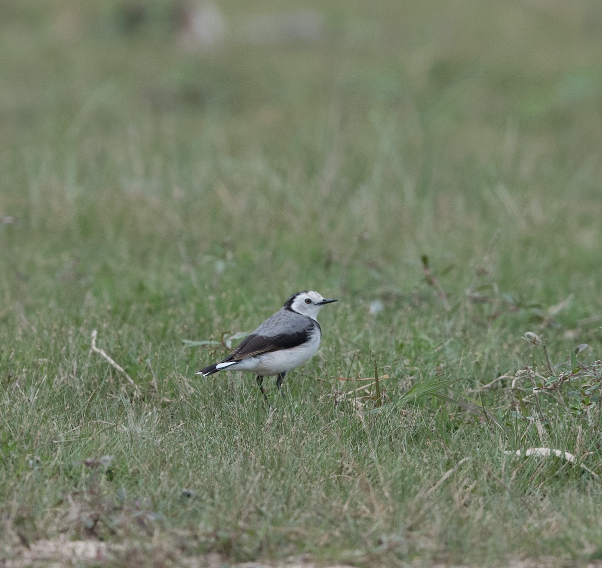 White-fronted Chat - ML417475941