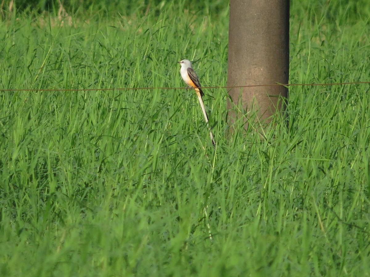 Scissor-tailed Flycatcher - kenneth reyes
