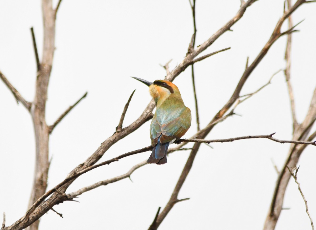 Rainbow Bee-eater - Susan Kruss